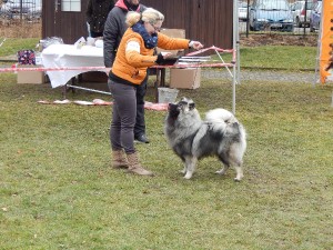 archie-18.3.17-happy-dog-show.jpg